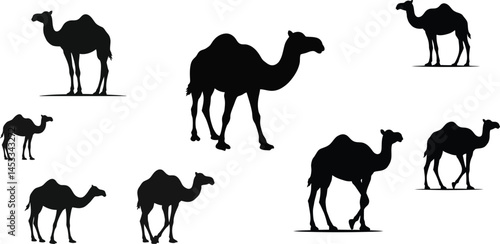 Camel silhouette vector collection in black and white with various poses and styles for design and illustration purposes 