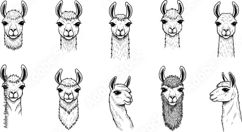 Llama Head Portraits Collection Vector Set with Various Expressions and Angles for Animal Illustrations 