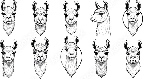 Llama face sketches set with various angles and expressions in black and white detailed line art vector illustration 