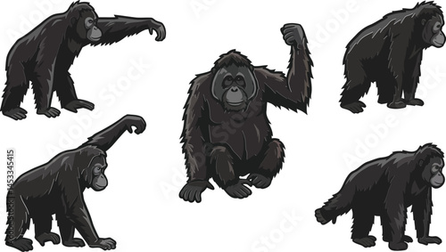 Chimpanzee vector set showing various poses and expressions in black fur natural style for wildlife illustration 
