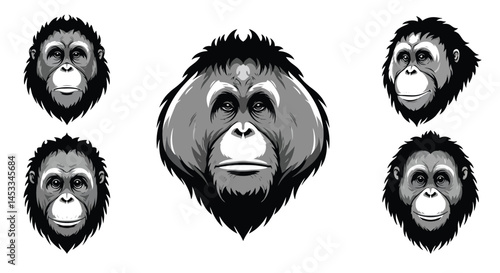 Orangutan face detailed black and white vector illustration multiple angles and expressions 