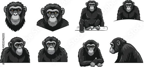 Chimpanzee vector illustration set showing various poses and expressions of wild primates in natural sitting and walking positions 