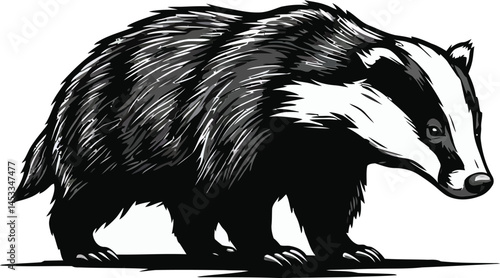 Badger animal wildlife vector illustration in black and white detailed sketch style natural pose design 