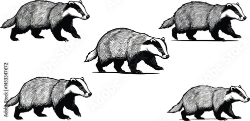 Badger animal wildlife black and white nature mammal forest creature detailed vector illustration 