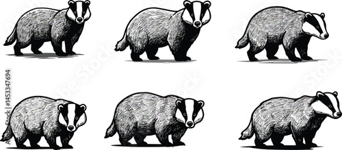 Badger animal walking and running poses vector illustration in black and white natural style 