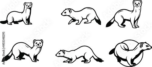 Set of playful ferret illustrations in various poses showing movement and rest natural animal behavior vector 