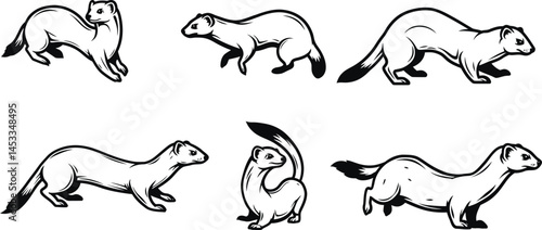 Ferret poses illustration showing different angles and movements of small carnivorous mammals vector 