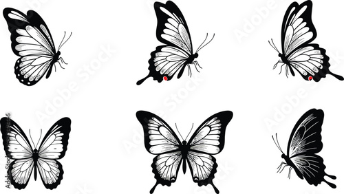 Black and white butterfly vector illustration showing six different wing positions in natural style 