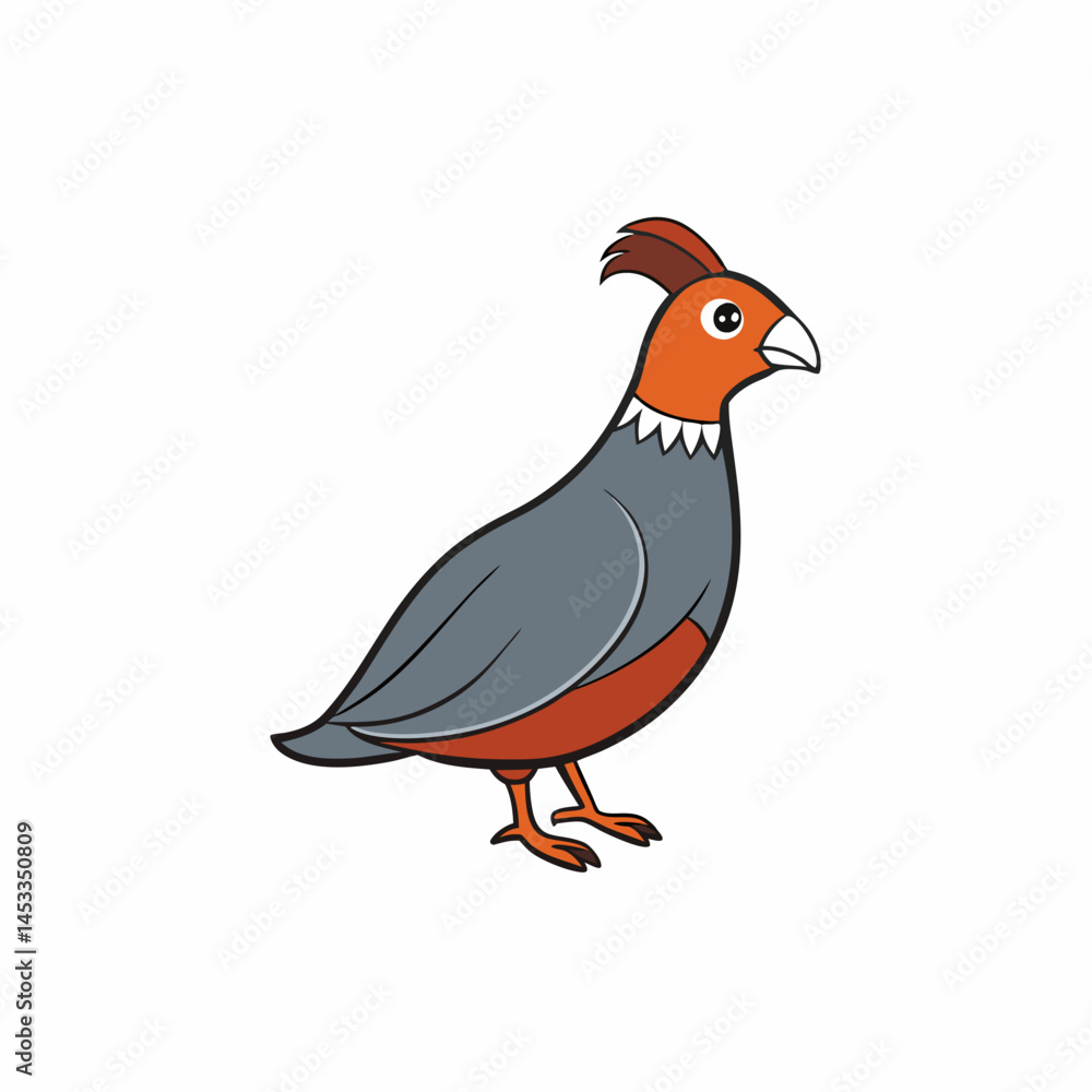 Fototapeta premium pheasant isolated on white background