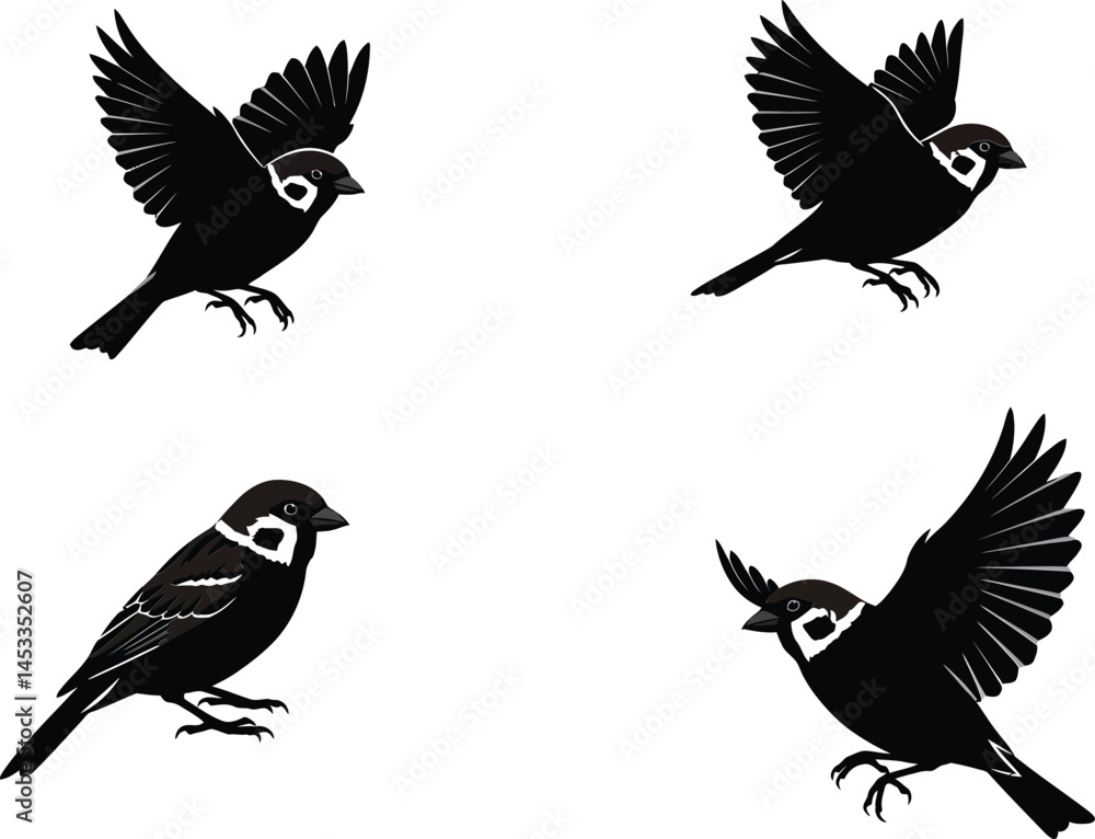 Obraz premium Sparrow bird detailed black and white sketch illustration set with flying and perched poses vector image 