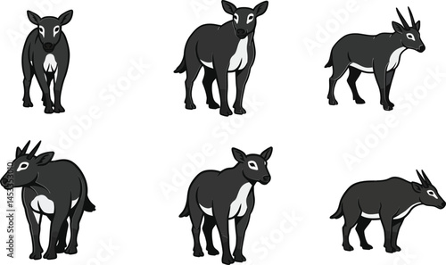 Set of six vector illustrations of tapir animals in different poses and angles natural wildlife collection 