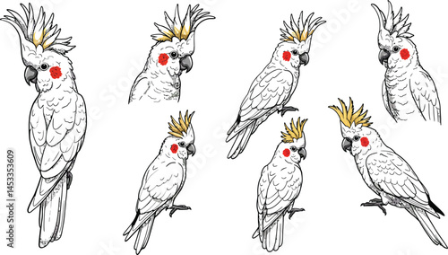 Cockatoo bird vector illustration showing multiple poses with white and yellow colors and red cheek spots 