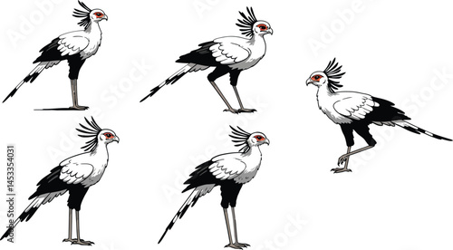 Secretary bird walking and standing in various poses detailed vector illustration of large African bird with crest feathers and long legs 