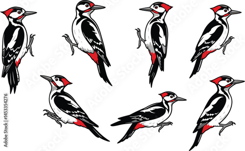 Great spotted woodpecker bird vector illustration in various poses with black white and red colors natural style 