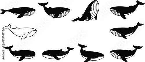 Whale silhouette set with various positions and swimming poses in black and white vector illustration 