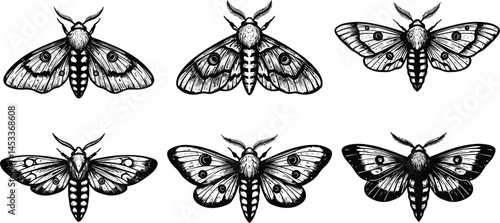 Vintage detailed hand-drawn moths collection with various wing patterns and shapes vector illustration 