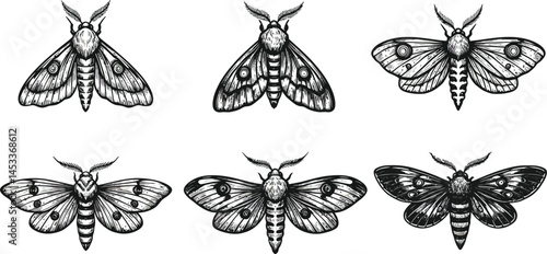 Detailed vintage style moth illustrations with six different designs in black and white vector format for natural history collection 