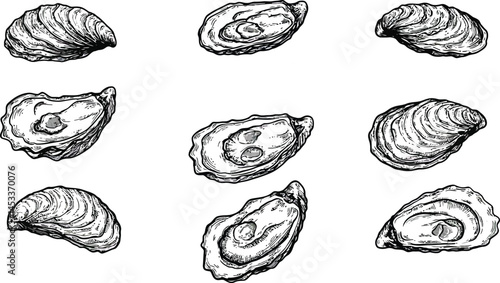 Oyster shells vector collection with detailed hand-drawn style seafood illustrations for culinary and marine themes 