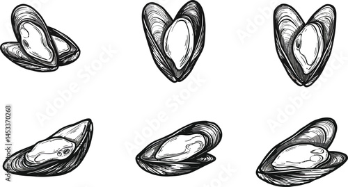 Mussel Shells Vector Illustration Set with Hand Drawn Style for Seafood and Marine Life Design 