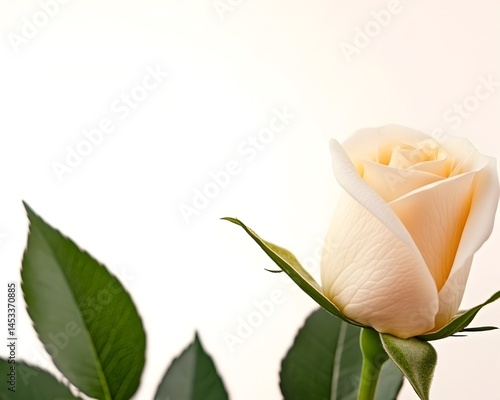A single, cream-colored rosebud, partially open, with vibrant green leaves against a bright white background