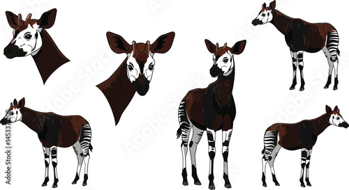 Okapi animal vector illustration showing multiple views and poses with natural brown and white colors 