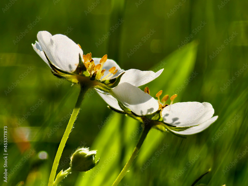 Fototapeta premium Strawberry flowers in the grass in backlight