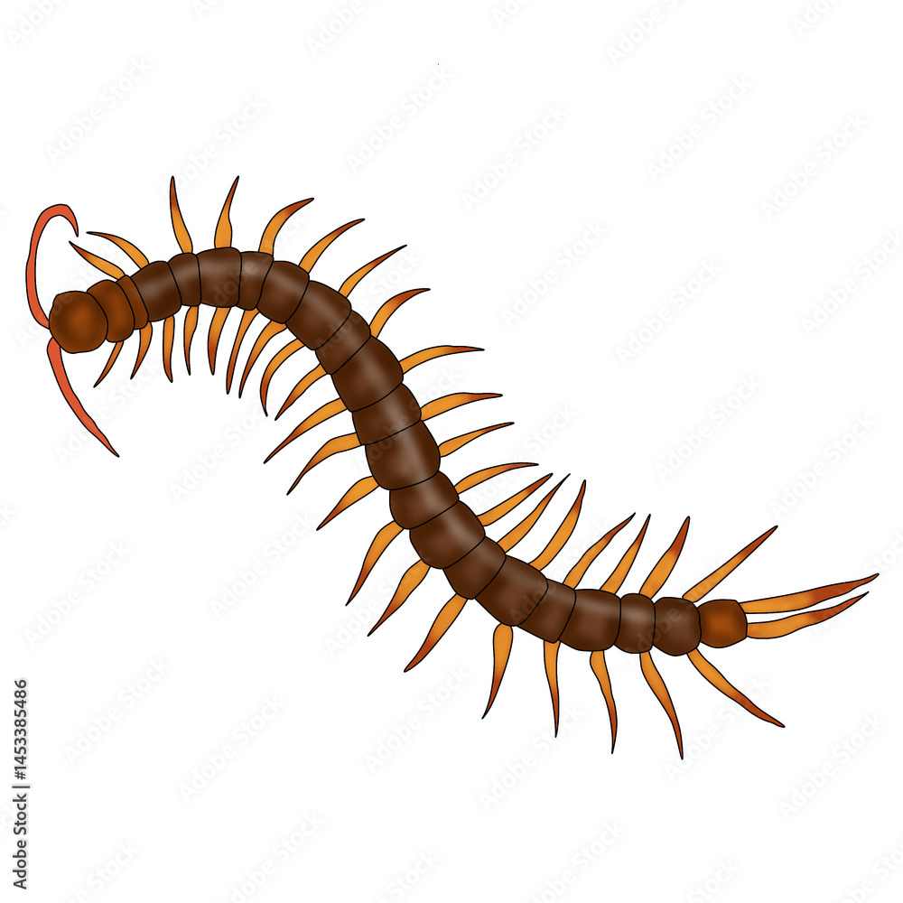 A drawing of a centipede, a poisonous animal. A drawing of a centipede, a poisonous animal.