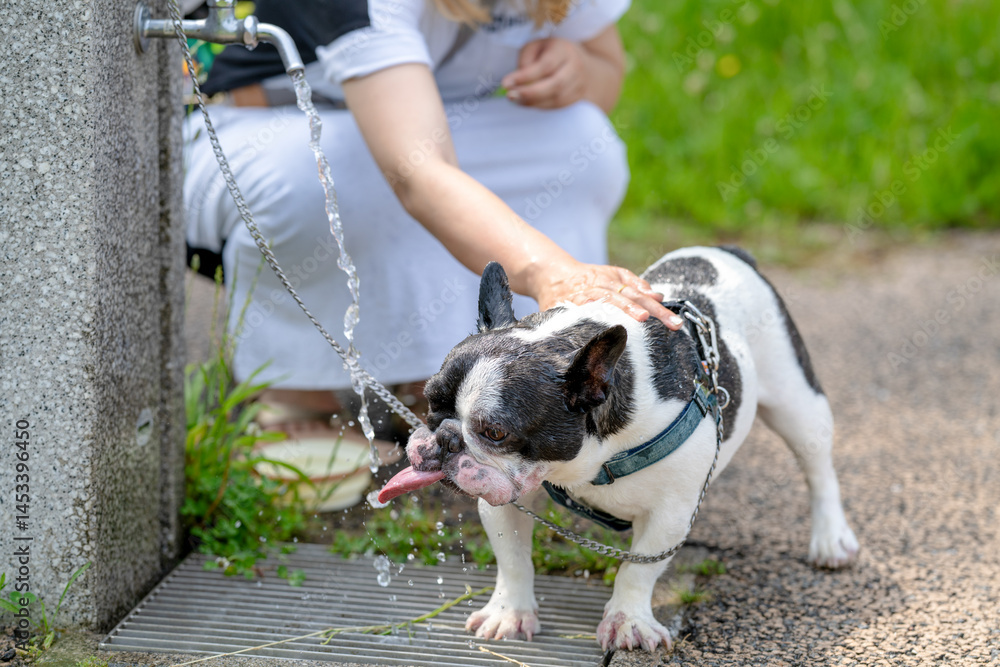 On a summer morning in a park with blooming hydrangeas, a Japanese woman in her 30s walks two French Bulldogs. She gives them water, surrounded by flowers and trees in the quiet early summer light.