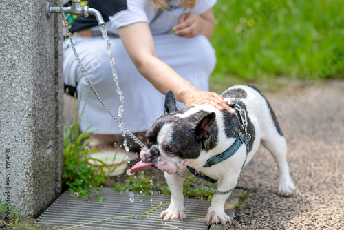 Obraz na płótnie On a summer morning in a park with blooming hydrangeas, a Japanese woman in her 30s walks two French Bulldogs. She gives them water, surrounded by flowers and trees in the quiet early summer light. w salonie