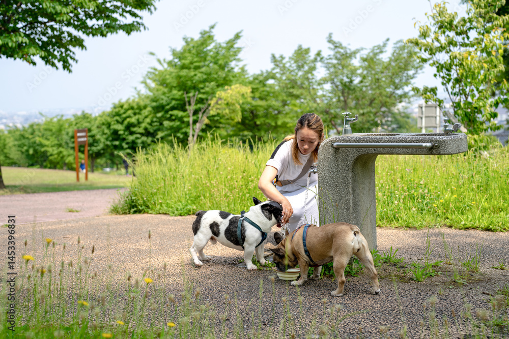 On a summer morning in a park with blooming hydrangeas, a Japanese woman in her 30s walks two French Bulldogs. She gives them water, surrounded by flowers and trees in the quiet early summer light.