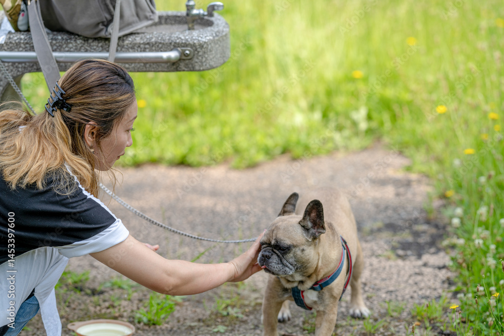 On a summer morning in a park with blooming hydrangeas, a Japanese woman in her 30s walks two French Bulldogs. She gives them water, surrounded by flowers and trees in the quiet early summer light.