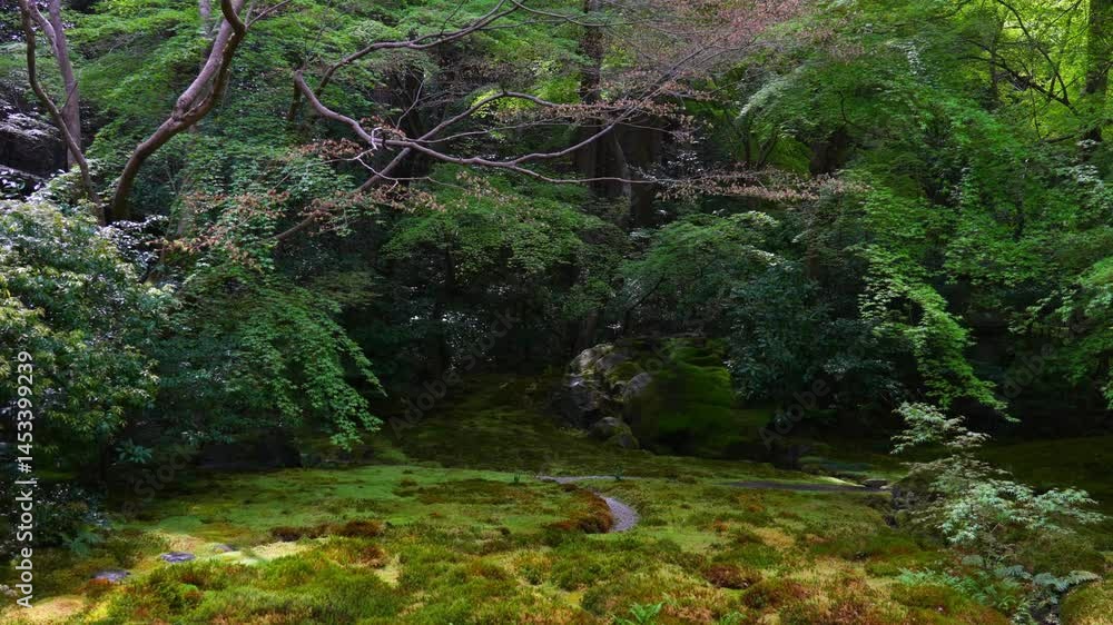 日本、京都、庭園、佛寺、寺院、文化財、木造建築、古代建築、日本文化、歷史名勝、古都京都の文化財、木、綠色、青空、池塘 日本、京都、庭園、佛寺、寺院、文化財、木造建築、古代建築、日本文化、歷史名勝、古都京都の文化財、木、綠色、青空、池塘