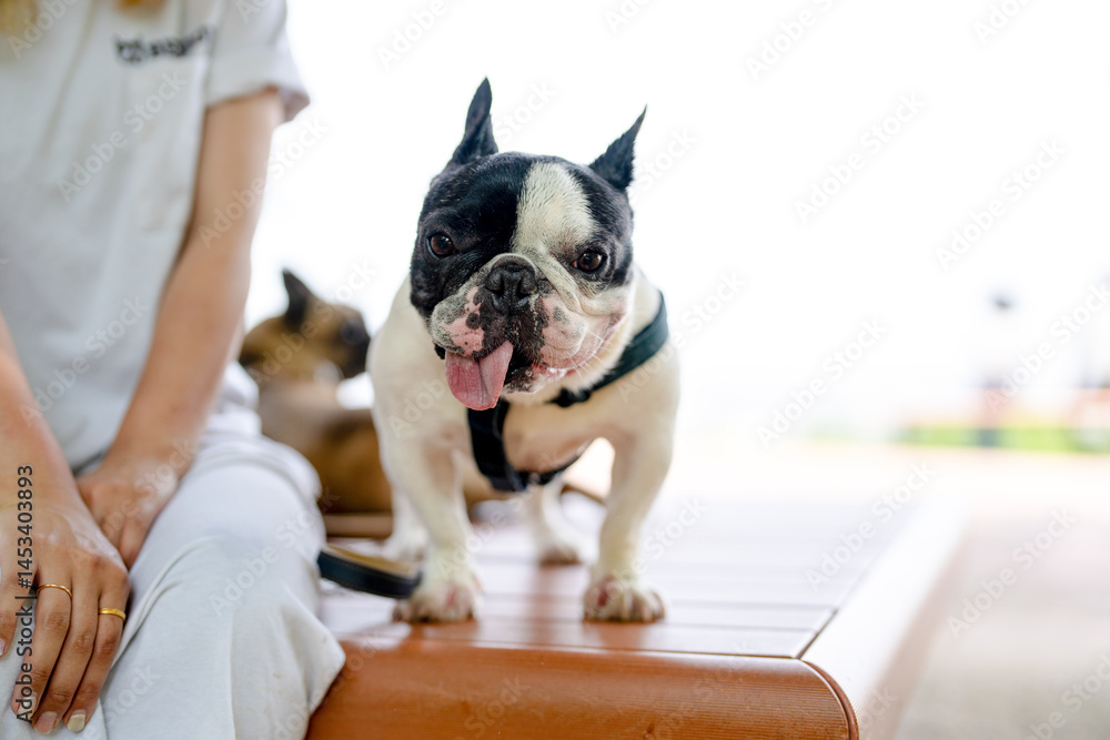 On a summer morning in a park with blooming hydrangeas, a Japanese woman in her 30s walks two French Bulldogs. Sitting on a bench, they share a moment, surrounded by flowers and early summer greenery