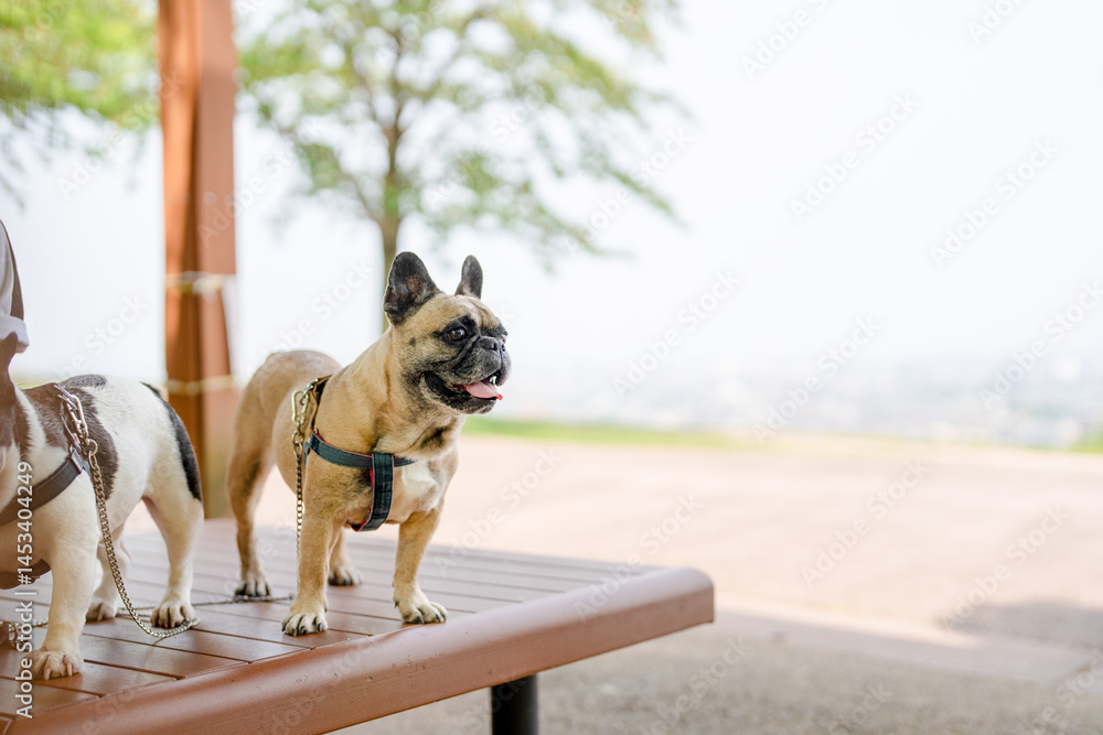 On a summer morning in a park with blooming hydrangeas, a Japanese woman in her 30s walks two French Bulldogs. Sitting on a bench, they share a moment, surrounded by flowers and early summer greenery