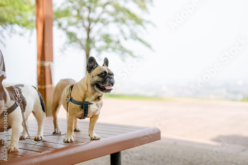 Obraz na płótnie On a summer morning in a park with blooming hydrangeas, a Japanese woman in her 30s walks two French Bulldogs. Sitting on a bench, they share a moment, surrounded by flowers and early summer greenery w salonie