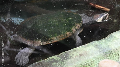 Animal portrait at the zoo