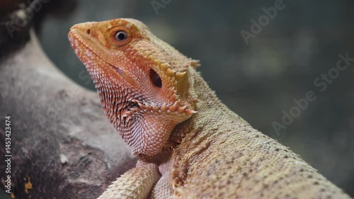 Animal portrait at the zoo