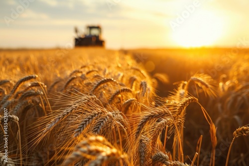 Busy farmers at work in golden wheat fields under sun, Aerial view Combine Harvester working on the Rice Field.
