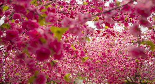 pink flowers background