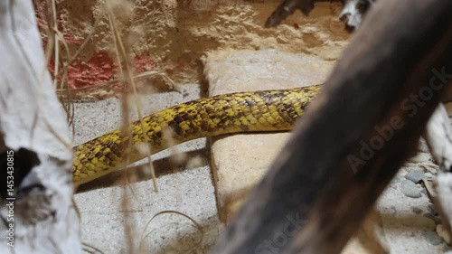 Animal portrait at the zoo