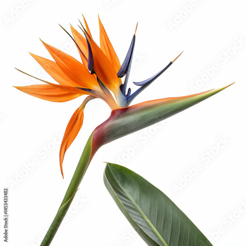 Bird of Paradise 3D rendered flower vividly isolated on a white background with exotic petals and vibrant 