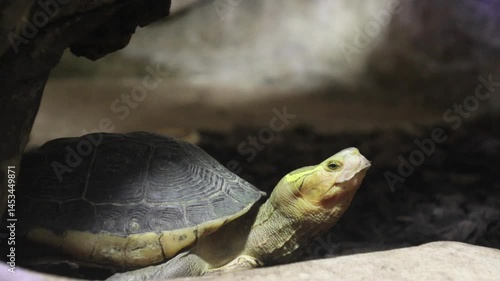 Animal portrait at the zoo