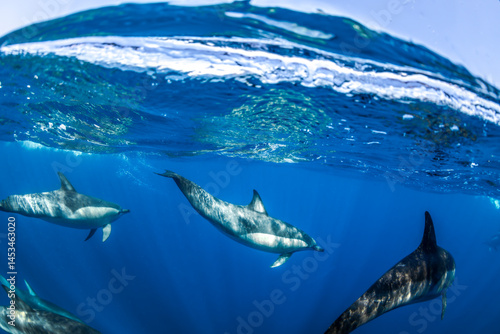 Photography Common dolphins cruise just beneath the surface off the coast of Australia
