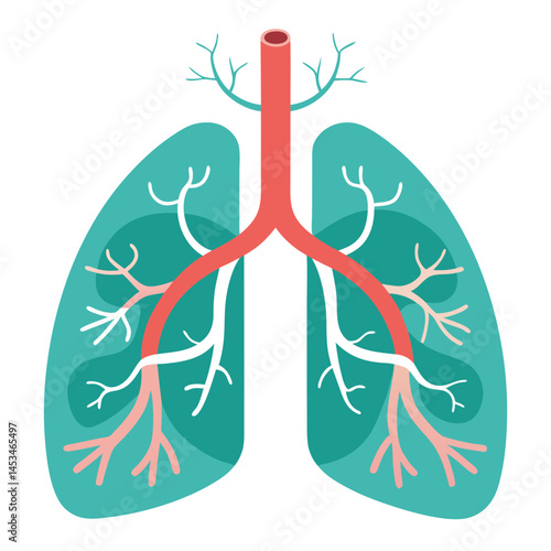Anatomical lungs shows branching vessels and healthy teal tissue on a white backdrop