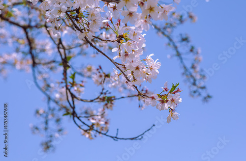 Plakat フラワーパーク ソメイヨシノ桜1ｰ34