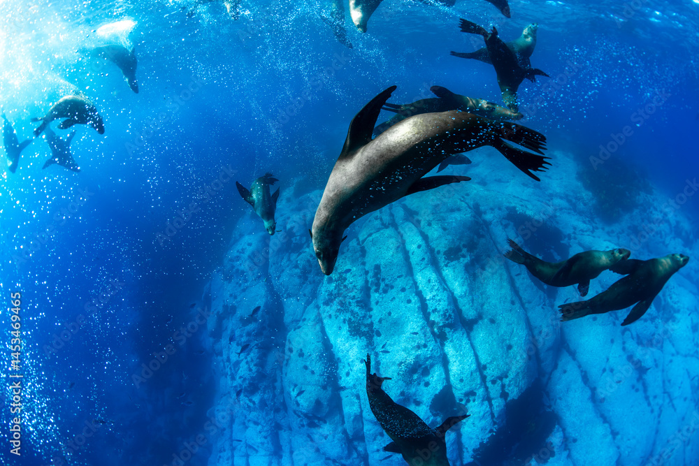 Obraz premium Australian fur seals swim gracefully in the waters off the southern coast of Australia.