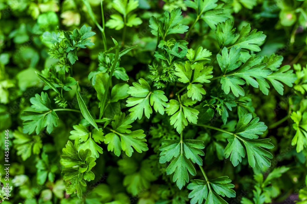 closeup Parsley leaf or Petroselinum crispum leaves ,Green leaves pattern closeup Parsley leaf or Petroselinum crispum leaves ,Green leaves pattern
