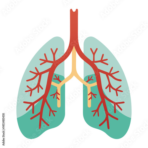 lungs show the bronchial tree structure with red arteries and veins, set against a white background