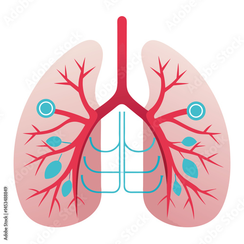 Red bronchial tree with air sacs and veins forms the pair of lungs on white