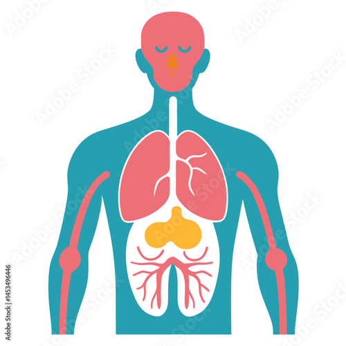 Teal body illustrates the pink skeleton and orange digestive system on a white background